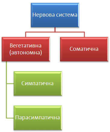 нервова система людини - симпатична, парасимпатична, соматична, вегетативна