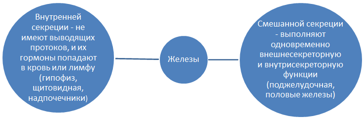 Железы внутренней секреции и их особенности