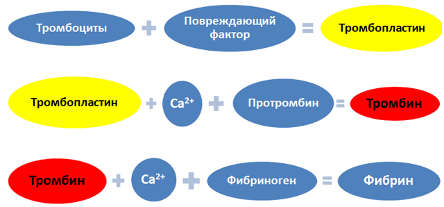 Графическое описание процесса свертывания крови